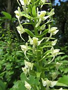 Platanthera sachalinensis