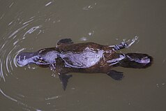 platypus