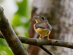 Platyrinchus platyrhynchos White-crested Spadebill; Machadinho d'Oeste, Rondônia, Brazil (cropped).jpg