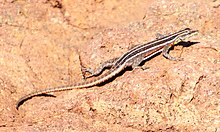 Platysaurus lebomboensis 63590009.jpg