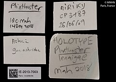 File:Plinthaster lenaigae (MNHN-IE-2013-7003) 02.jpg (Category:Echinodermata in the Muséum national d'histoire naturelle)