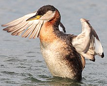 A red-necked grebe flapping its wings, which are, on average, 60 centimetres (24 inch) in length Podiceps-grisegena-008.jpg