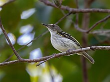 Poecilotriccus senex Buff-cheeked Tody-Flycatcher; Machadinho d'Oeste, Rondonia, Brazil (cropped).jpg