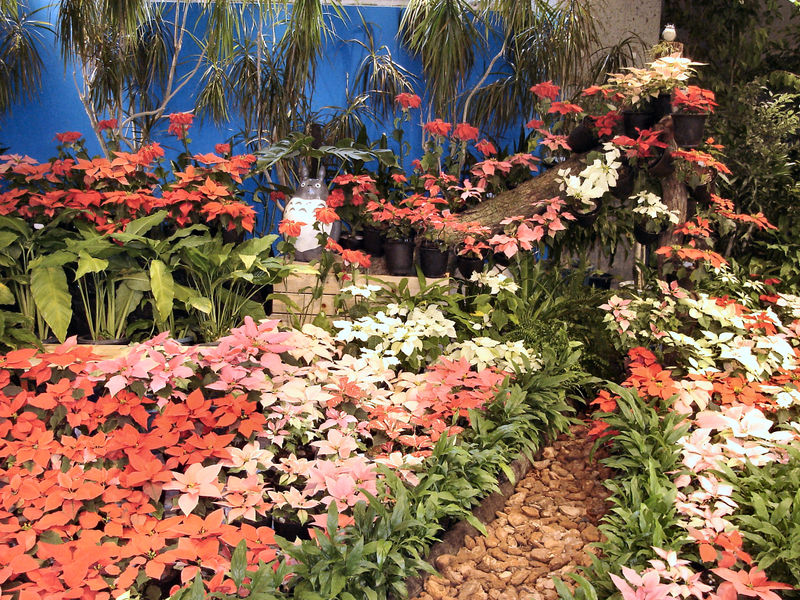 File:PoinsettiaInKyotoBotanicalGarden.jpg