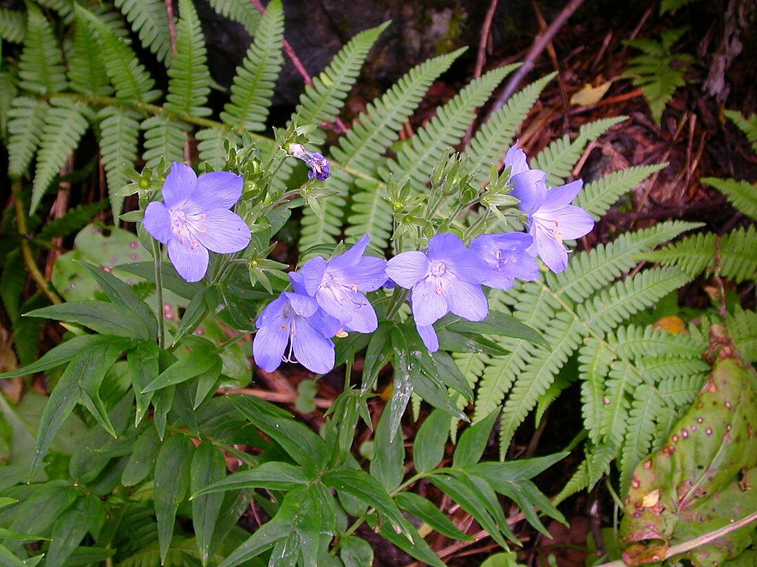 Jakobsladder (plant)