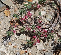 Polygonum shastense, with deep pink flowers