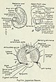 Morphologie des Japankäfer-Engerlings