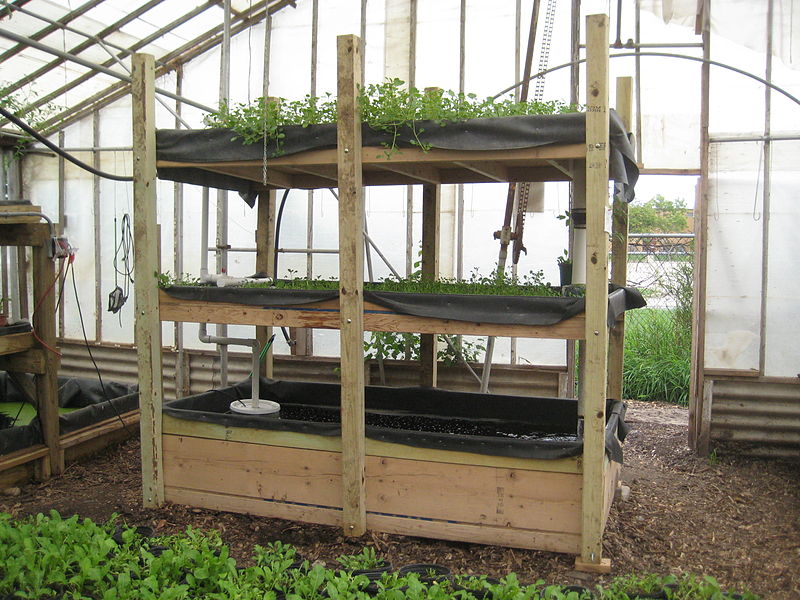 recirculating aquaponic systems