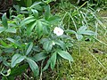 Potentilla alba