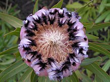 Protea lepidocarpodendron x neriifolia