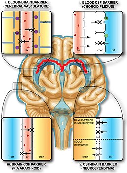 Blood brain barriers limit biomarker release and intercranial drug delivery. Protective barriers of the brain.jpg