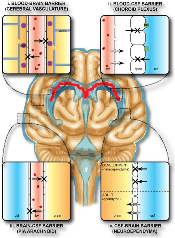 Solute permeability at the BBB vs. choroid plexus