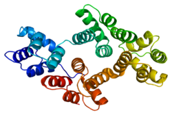 ANXA4 PDB 1ann.png oqsillari