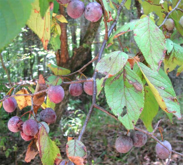 Description de l'image Prunus mexicana-fruits-leaves.jpg.