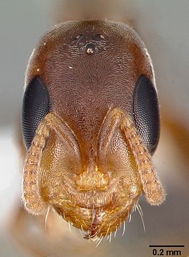 Pseudomyrmex particeps