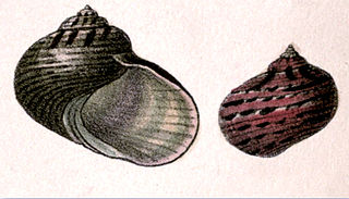 <i>Pseudostomatella papyracea</i> species of mollusc