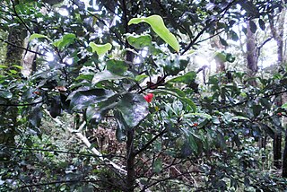 <i>Pseudowintera axillaris</i> Species of shrub