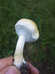 Foto exibindo uma mão de um homem segurando um cogumelo branco, recém retirado da terra