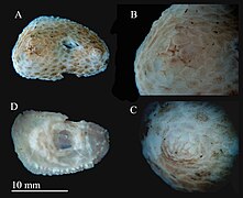 Différentes vues de Psolus tessellatus