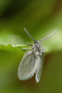 Psychoda Genus of flies