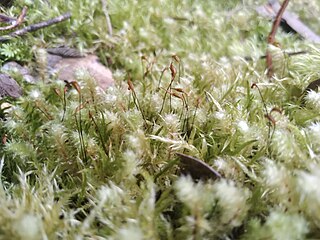 <i>Ptychomnion aciculare</i> Species of moss