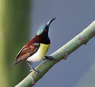 <i>Leptocoma</i> Genus of birds