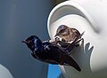 * Nomeamento Purple martins at a nest in Cape May Point State Park --Rhododendrites 03:39, 19 May 2024 (UTC) * Promoción  Support Good quality. --Ermell 04:19, 19 May 2024 (UTC)  Support Good quality. --Skander zarrad 17:22, 19 May 2024 (UTC)