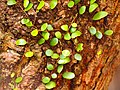 Pyrrosia piloselloides, Dragon's Scale, in Malaysia