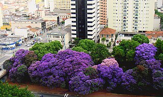 <i>Tibouchina granulosa</i> Brazilian evergreen tree