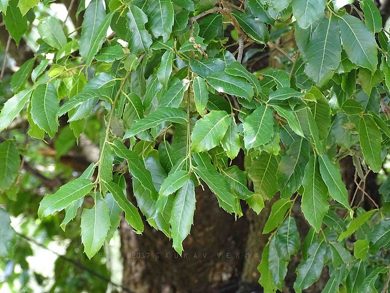 File:Quercus floribunda leaves 2.jpg