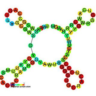 <span class="mw-page-title-main">Tymovirus/pomovirus tRNA-like 3' UTR element</span>