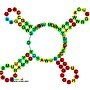 Thumbnail for Tymovirus/pomovirus tRNA-like 3' UTR element