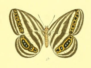 <span class="mw-page-title-main">Ragadiini</span> Tribe of butterflies