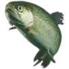 A trout