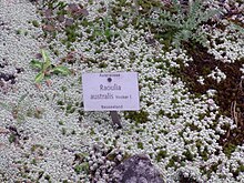 Raoulia australis Raoulia Australis.jpg