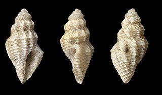 <i>Raphitoma perinsignis</i> Species of gastropod