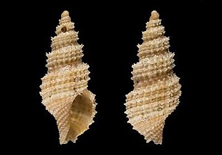 <i>Raphitoma pseudohystrix</i> Species of gastropod