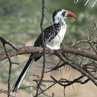 Tanzanian red-billed hornbill species of bird