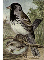 Thumbnail for File:Reed-harriss-sparrow.png