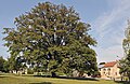 Remarkable oak Saeul Luxemb 01.jpg
