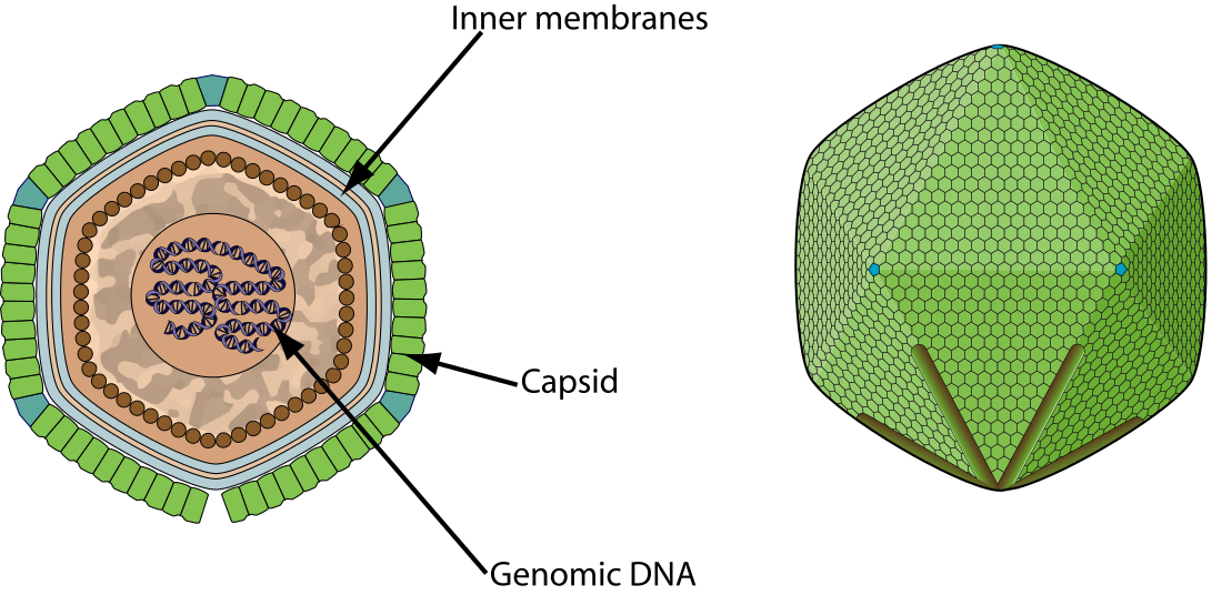 Cafeteria-roenbergensis-Virus