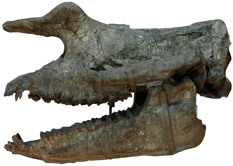 File:RhinotitanMongoliensis(Skull)-PaleozoologicalMuseumOfChina-May23-08.jpg