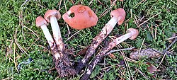 Juur-punakõrges Rhodocollybia fodiens