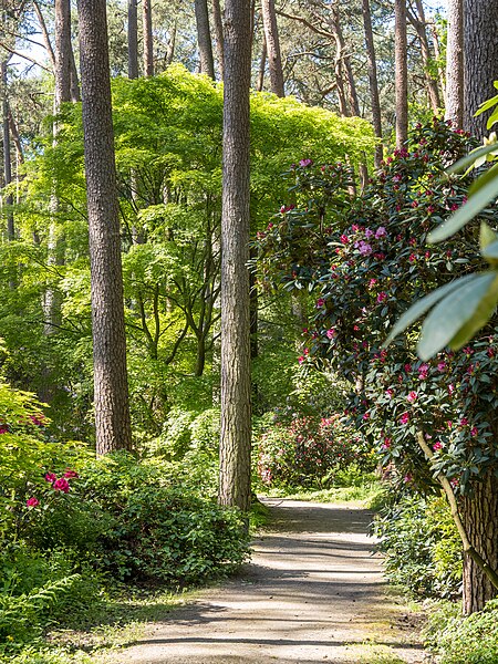 File:Rhododendronpark bzw. -wald in Gristede (2023).jpg