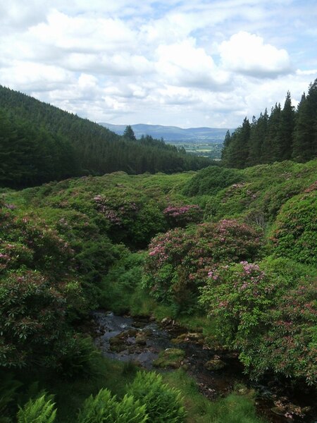 File:Rhododendrons by the stream - geograph.org.uk - 1395027.jpg