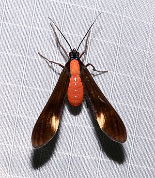 <i>Rhynchopyga</i> Genus of moths