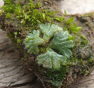 Riccia ciliata