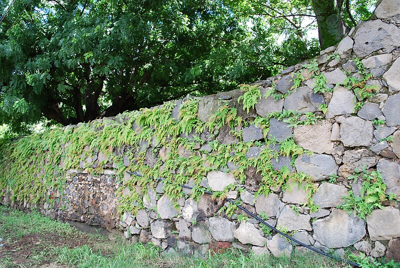 File:RockWallFernsTlaya.JPG