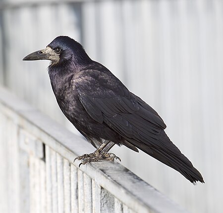 ไฟล์:Rook-Corvus_frugilegus.jpg