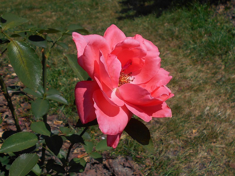 File:Rosa Carina 2018-07-10 5489.jpg